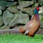 Common Pheasant (Phasianus colchicus) @ Ystad, Sweden. Photo: Håvard Rosenlund