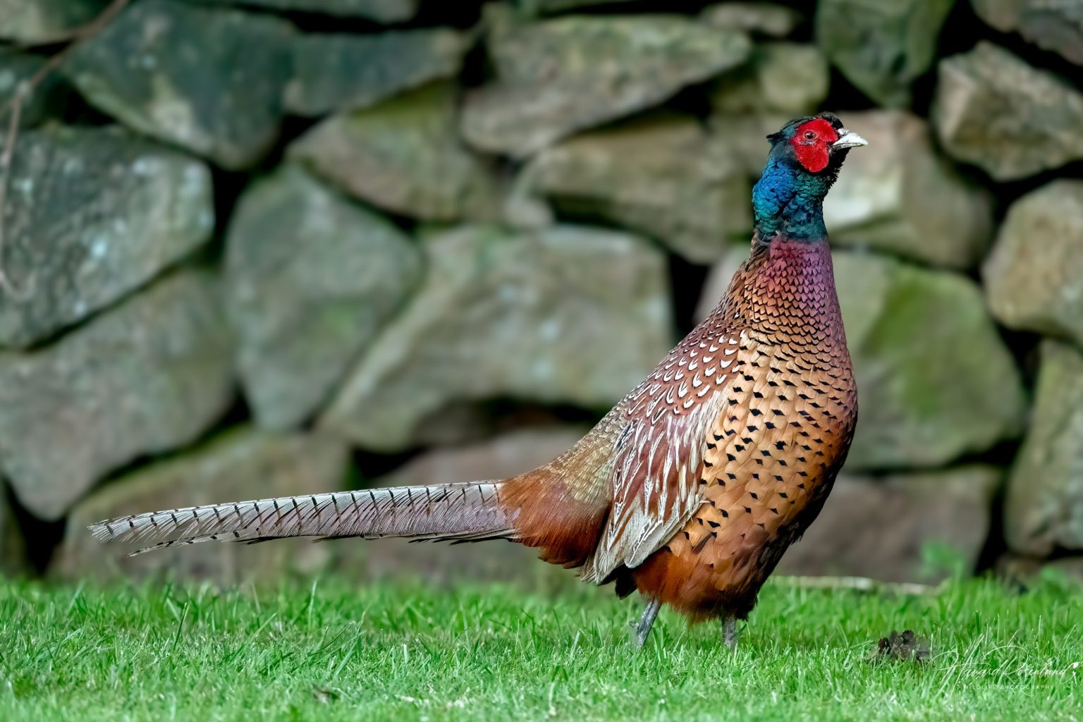 Common Pheasant (Phasianus colchicus) @ Ystad, Sweden. Photo: Håvard Rosenlund