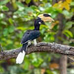Malabar Pied Hornbill (Anthracoceros coronatus) @ Kanha National Park, India. Photo: Håvard Rosenlund