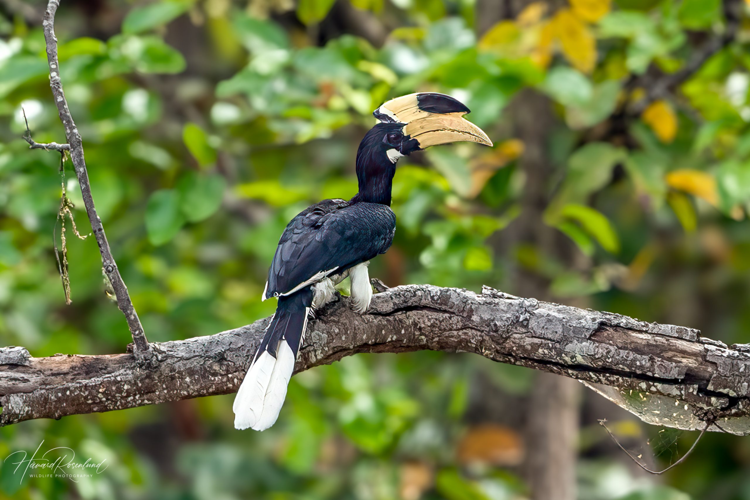 Hinduhornfugl (Anthracoceros coronatus) @ Kanha National Park, India. Foto: Håvard Rosenlund
