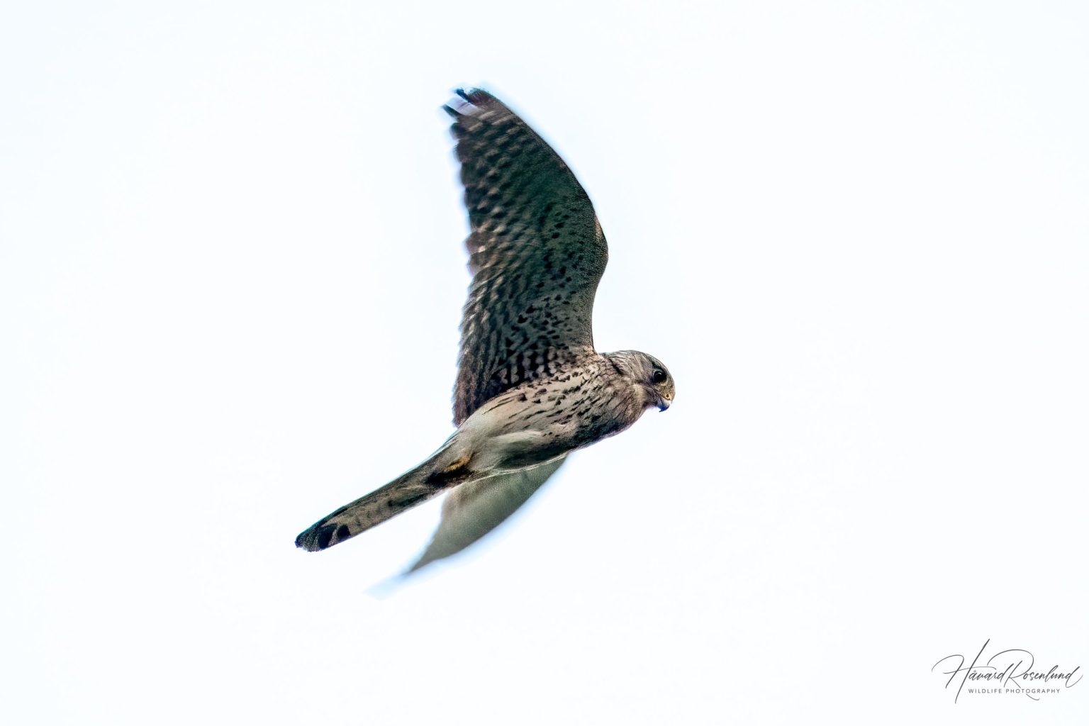 Common Kestrel (Falco tinnunculus) @ Ystad, Sweden. Photo: Håvard Rosenlund
