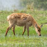 Barasingha (Rucervus duvaucelii) @ Kanha National Park, India. Photo: Håvard Rosenlund
