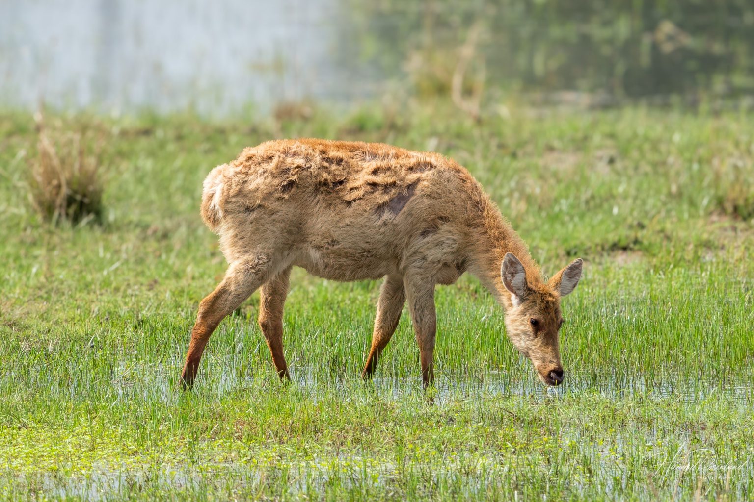 Barasingha (Rucervus duvaucelii) @ Kanha National Park, India. Photo: Håvard Rosenlund
