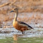 Lesser Whistling-Duck (Dendrocygna javanica) @ Satpura National Park, India. Photo: Håvard Rosenlund