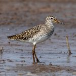 Wood Sandpiper (Tringa glareola) @ Satpura National Park, India. Photo: Håvard Rosenlund