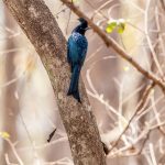Greater Racket-tailed Drongo (Dicrurus paradiseus) @ Pench National Park, India. Photo: Håvard Rosenlund