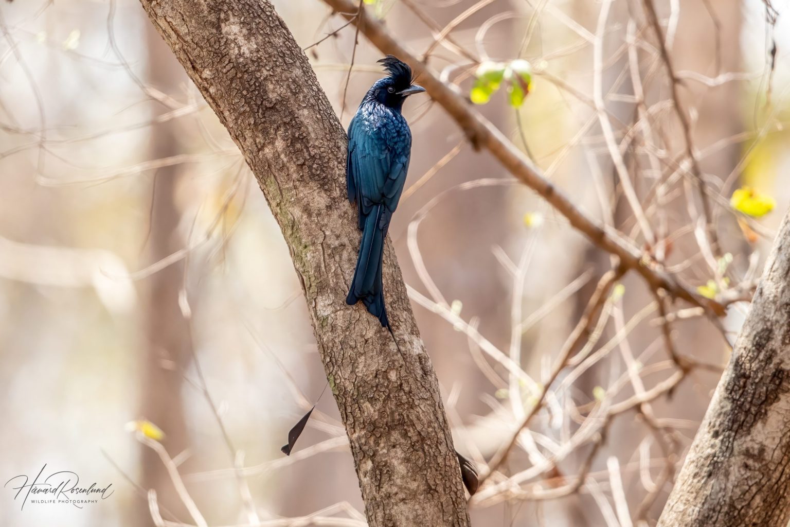 Greater Racket-tailed Drongo (Dicrurus paradiseus) @ Pench National Park, India. Photo: Håvard Rosenlund