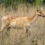 Barasingha (Rucervus duvaucelii) @ Kanha National Park, India. Photo: Håvard Rosenlund