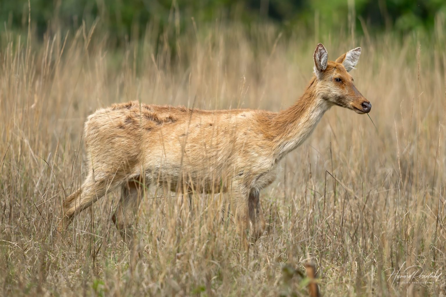 Barasingha (Rucervus duvaucelii) @ Kanha National Park, India. Foto: Håvard Rosenlund
