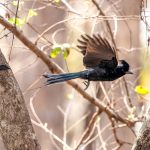 Greater Racket-tailed Drongo (Dicrurus paradiseus) @ Pench National Park, India. Photo: Håvard Rosenlund