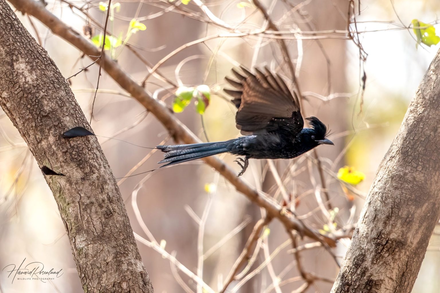 Greater Racket-tailed Drongo (Dicrurus paradiseus) @ Pench National Park, India. Photo: Håvard Rosenlund