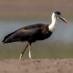 Asian Woolly-necked Stork (Ciconia episcopus) @ Satpura National Park, India. Photo: Håvard Rosenlund