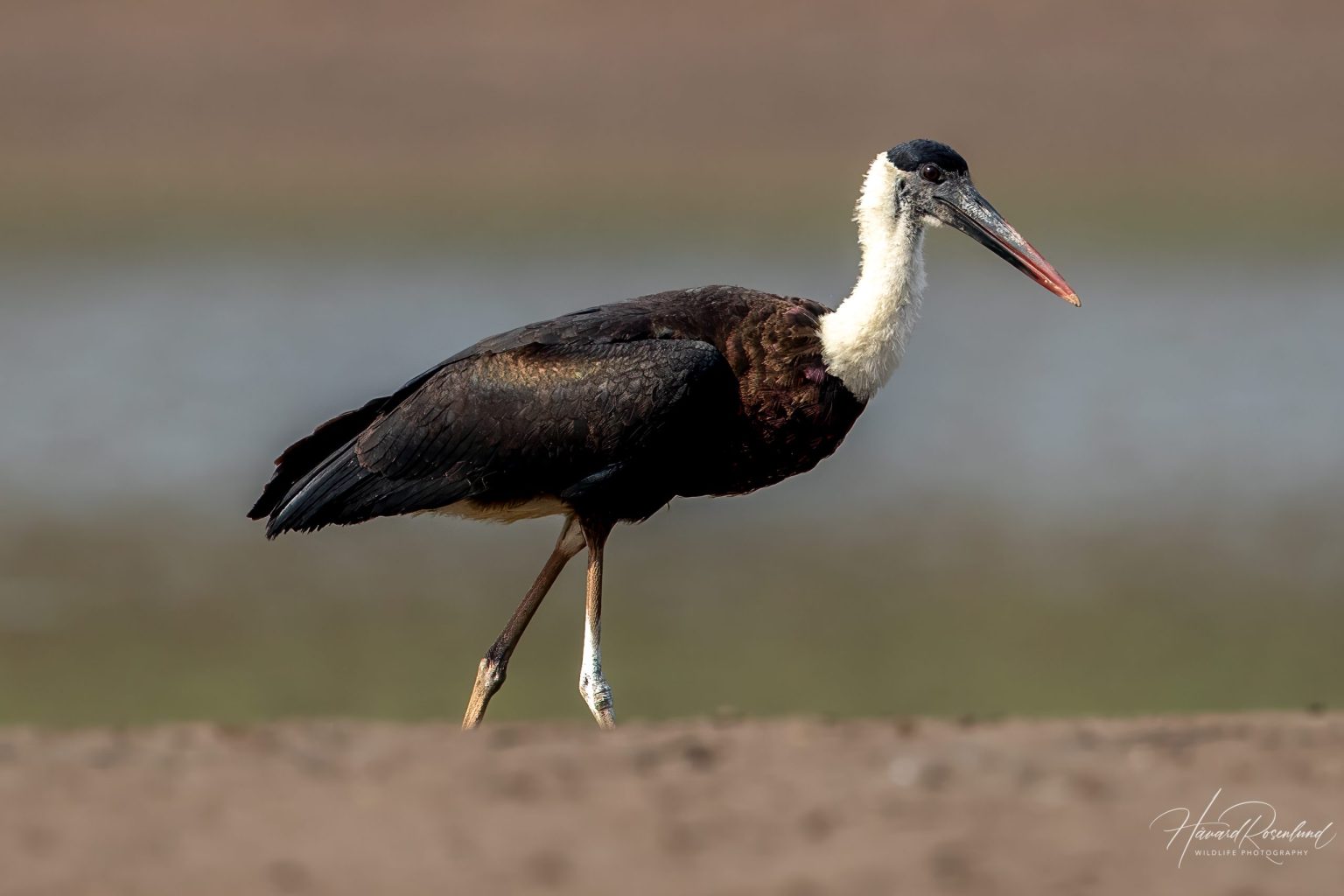 Asian Woolly-necked Stork (Ciconia episcopus) @ Satpura National Park, India. Photo: Håvard Rosenlund