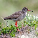 Common Redshank (Tringa totanus) @ Dovrefjell-Sunndalsfjella National Park, Norway. Photo: Håvard Rosenlund