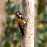 Black-rumped Flameback (Dinopium benghalense) @ Pench National Park, India. Photo: Håvard Rosenlund
