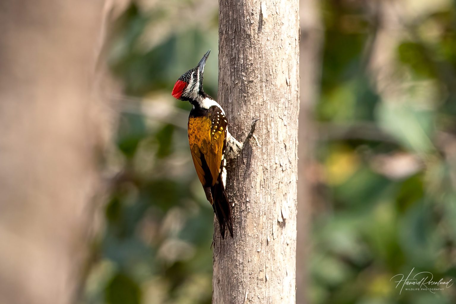 Black-rumped Flameback (Dinopium benghalense) @ Pench National Park, India. Photo: Håvard Rosenlund