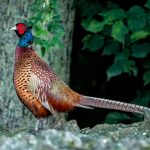 Common Pheasant (Phasianus colchicus) @ Ystad, Sweden. Photo: Håvard Rosenlund