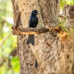 Greater Racket-tailed Drongo (Dicrurus paradiseus) @ Pench National Park, India. Photo: Håvard Rosenlund