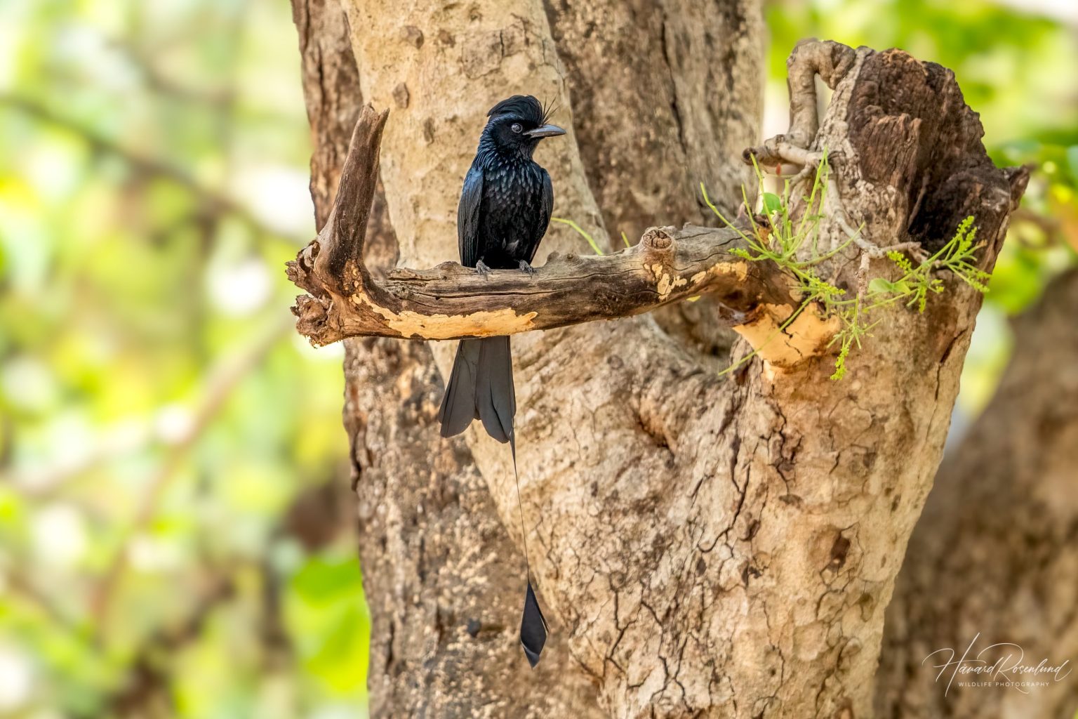 Greater Racket-tailed Drongo (Dicrurus paradiseus) @ Pench National Park, India. Photo: Håvard Rosenlund