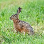 European Hare (Lepus europaeus) @ Ystad, Sweden. Photo: Håvard Rosenlund