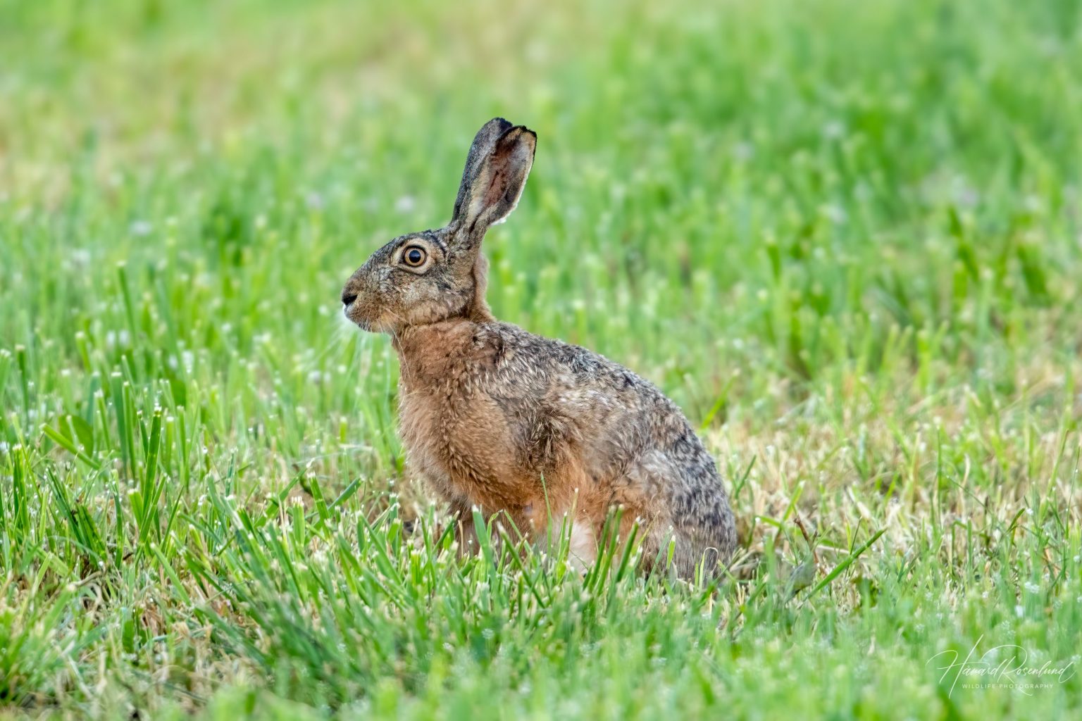 European Hare (Lepus europaeus) @ Ystad, Sweden. Photo: Håvard Rosenlund