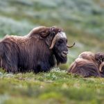 Muskox (Ovibos moschatus) @ Dovrefjell-Sunndalsfjella National Park, Norway. Photo: Håvard Rosenlund