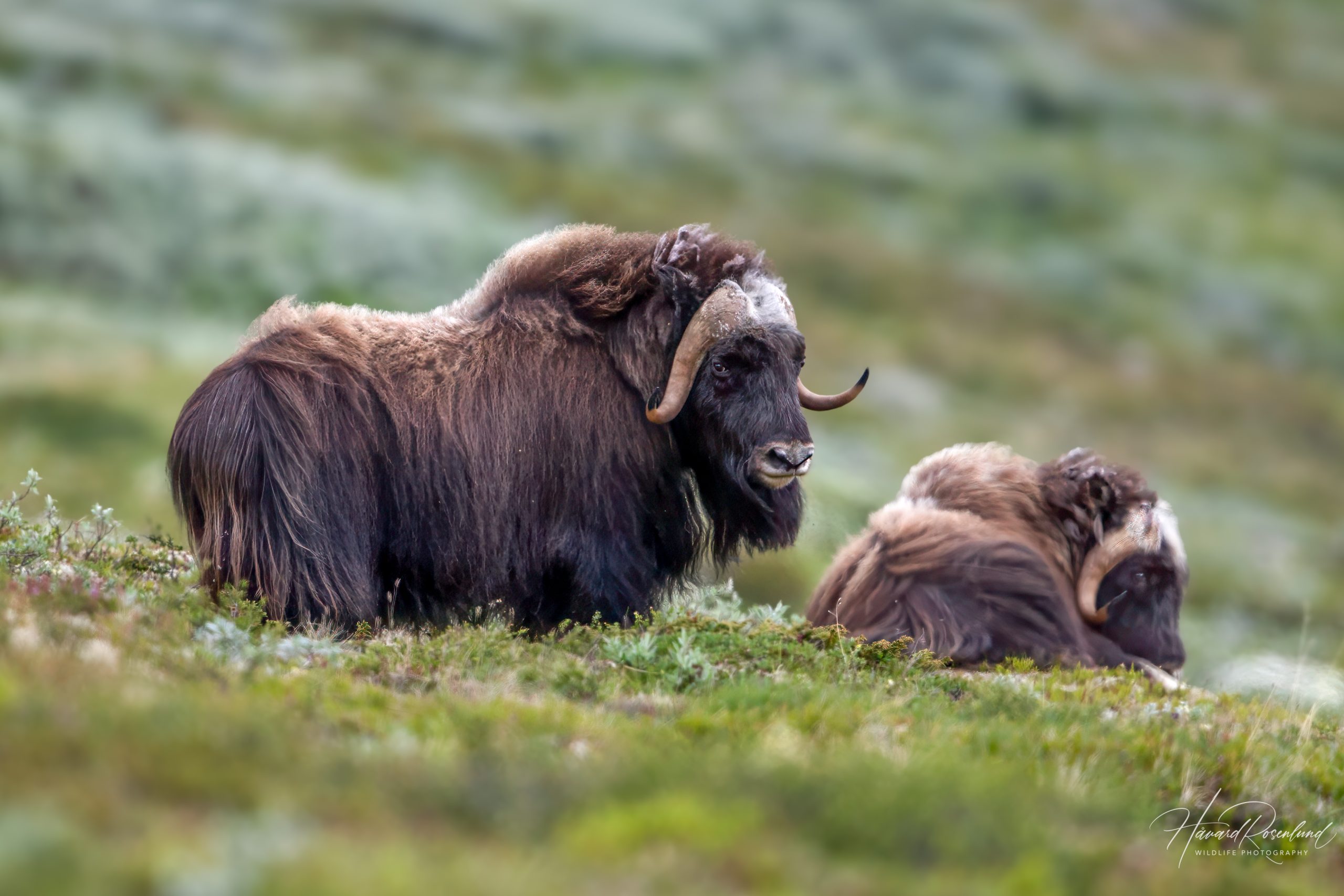 Muskox (Ovibos moschatus) @ Dovrefjell-Sunndalsfjella National Park, Norway. Photo: Håvard Rosenlund