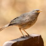 Jungle Babbler (Argya striata) @ Pench National Park, India. Photo: Håvard Rosenlund