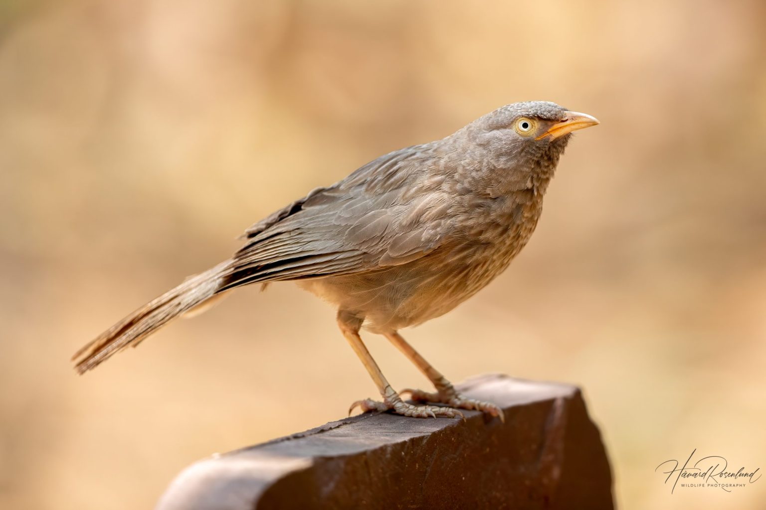 Jungle Babbler (Argya striata) @ Pench National Park, India. Photo: Håvard Rosenlund