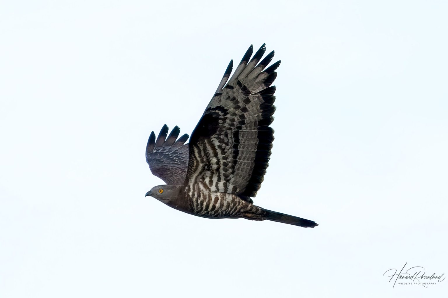 European Honey-Buzzard (Pernis apivorus) @ Fyledalen, Sweden. Photo: Håvard Rosenlund