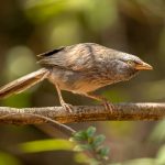 Jungle Babbler (Argya striata) @ Pench National Park, India. Photo: Håvard Rosenlund