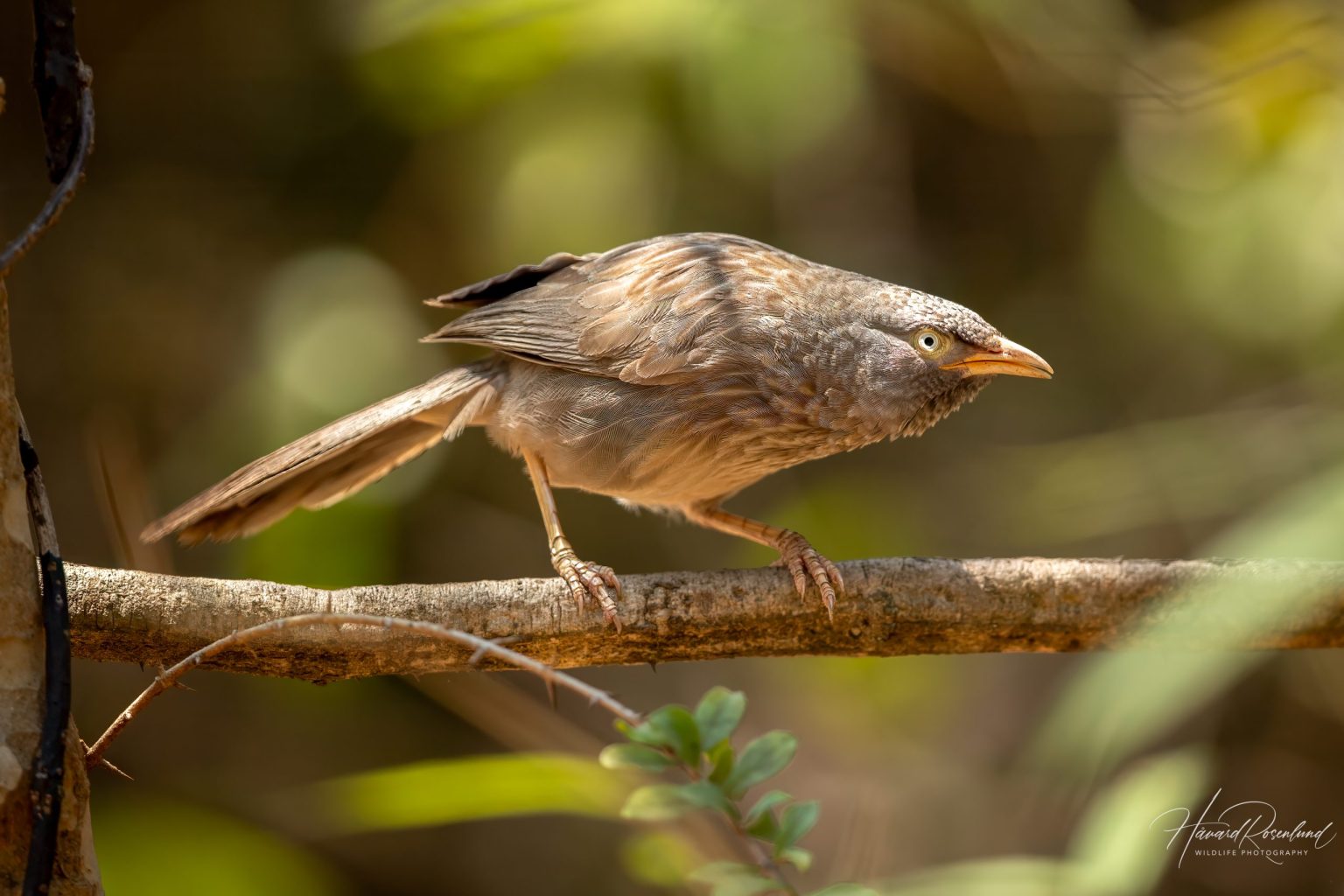 Jungle Babbler (Argya striata) @ Pench National Park, India. Photo: Håvard Rosenlund