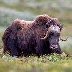 Muskox (Ovibos moschatus) @ Dovrefjell-Sunndalsfjella National Park, Norway. Photo: Håvard Rosenlund