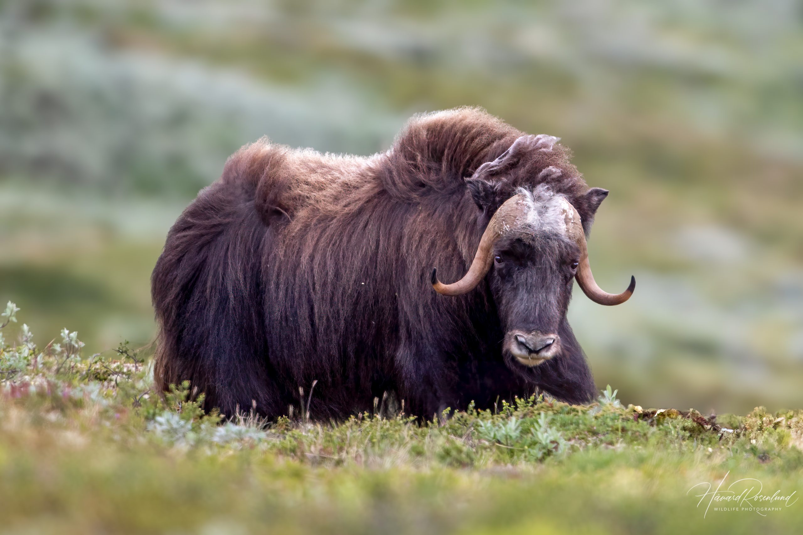 Muskox (Ovibos moschatus) @ Dovrefjell-Sunndalsfjella National Park, Norway. Photo: Håvard Rosenlund