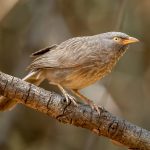 Jungle Babbler (Argya striata) @ Pench National Park, India. Photo: Håvard Rosenlund
