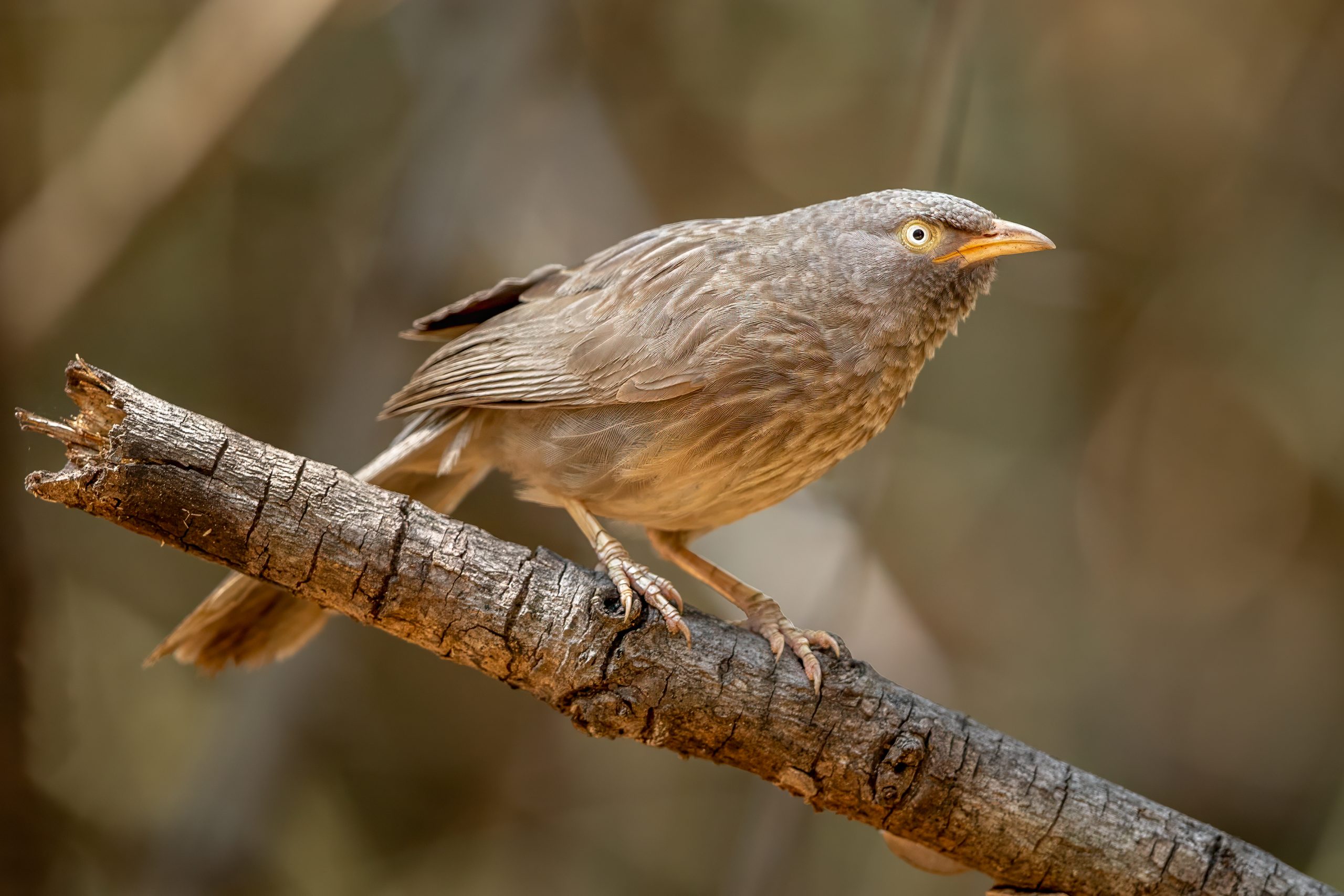 Landsbyskriketrost (Argya striata) @ Pench National Park, India. Foto: Håvard Rosenlund