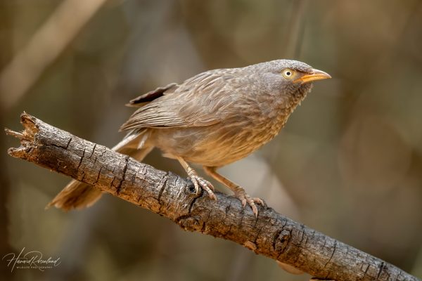 Landsbyskriketrost (Argya striata) @ Pench National Park, India. Foto: Håvard Rosenlund