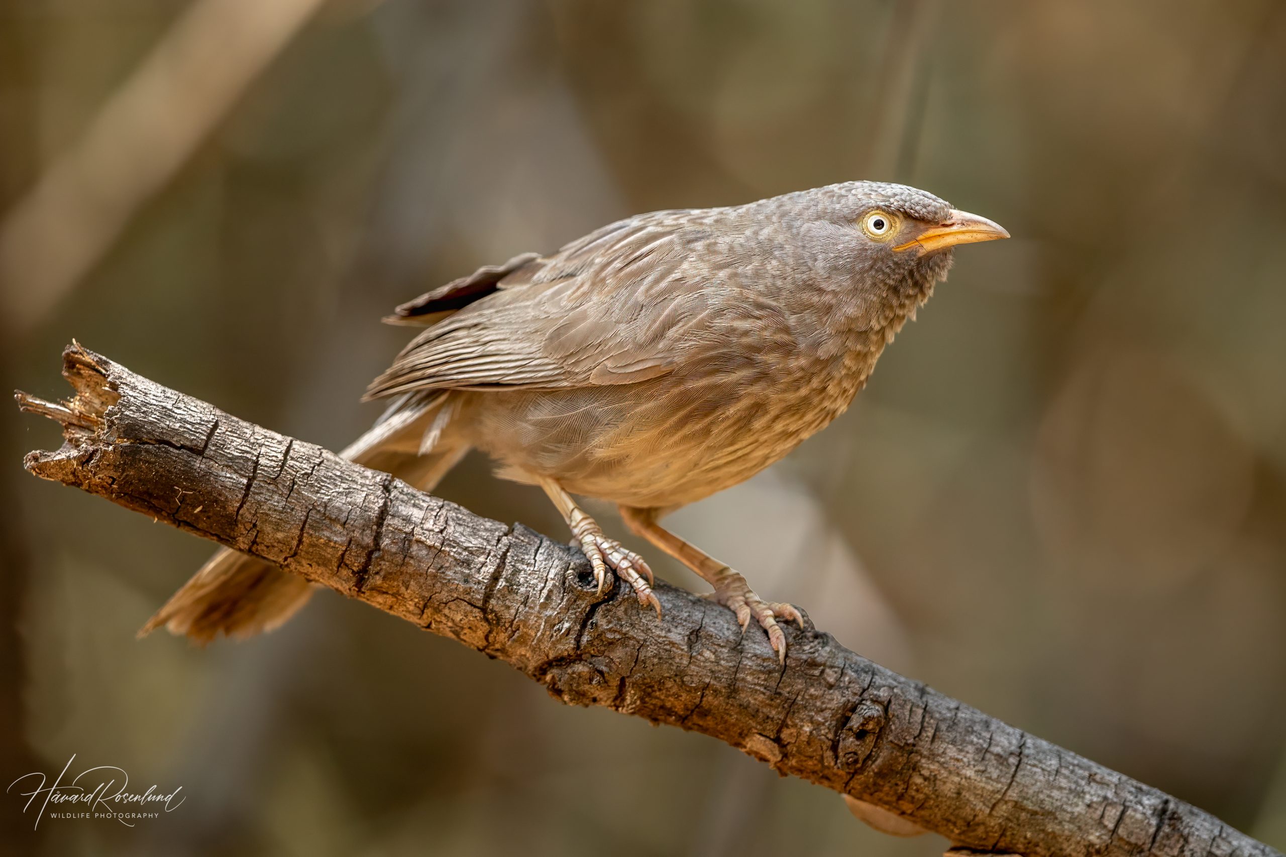 Landsbyskriketrost (Argya striata) @ Pench National Park, India. Foto: Håvard Rosenlund