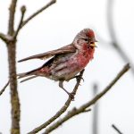 Lesser Redpoll (Acanthis cabaret) @ Lista, Norway. Photo: Håvard Rosenlund