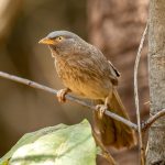Jungle Babbler (Argya striata) @ Pench National Park, India. Photo: Håvard Rosenlund