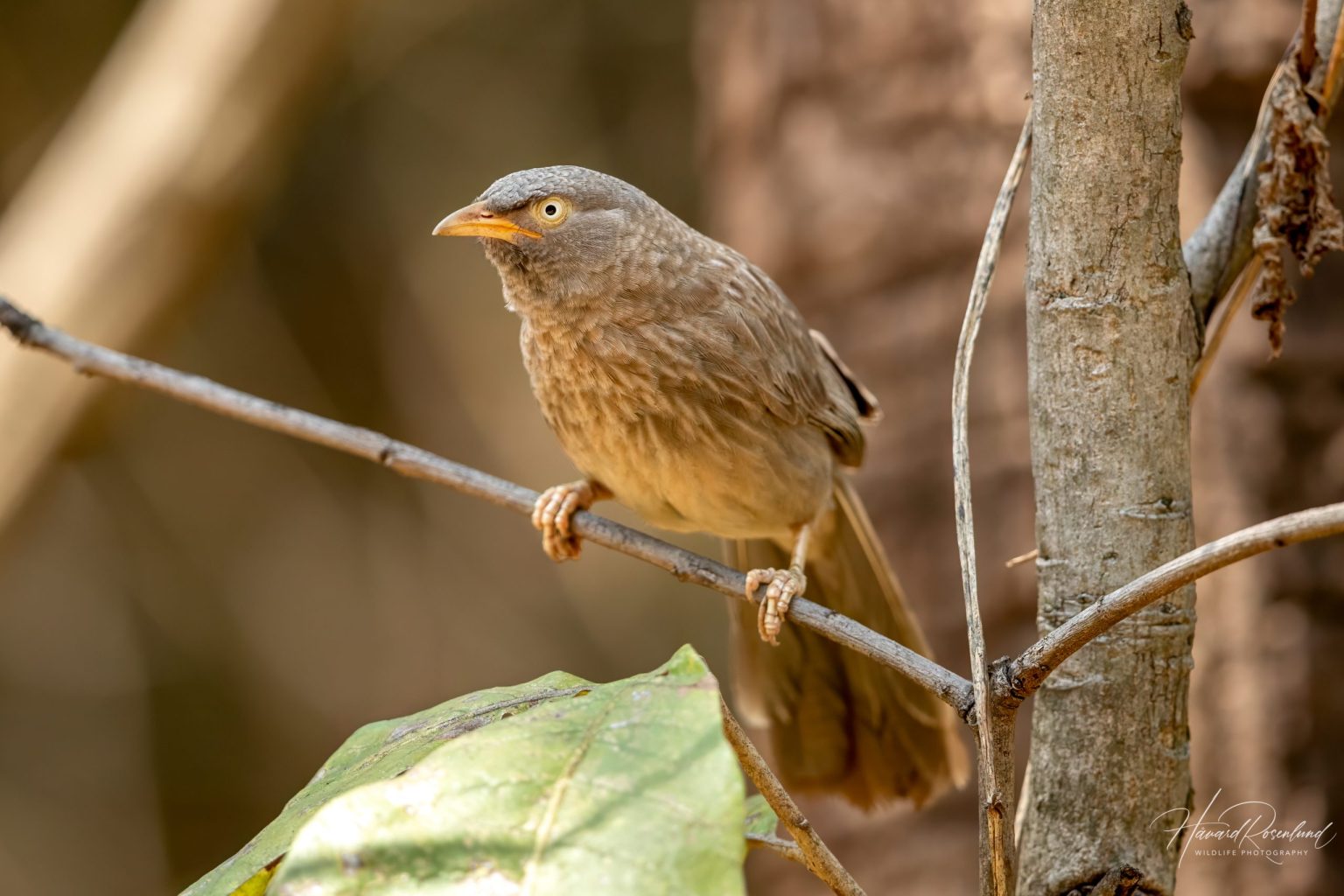 Jungle Babbler (Argya striata) @ Pench National Park, India. Photo: Håvard Rosenlund