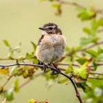 Whinchat (Saxicola rubetra) @ Lista, Norway. Photo: Håvard Rosenlund