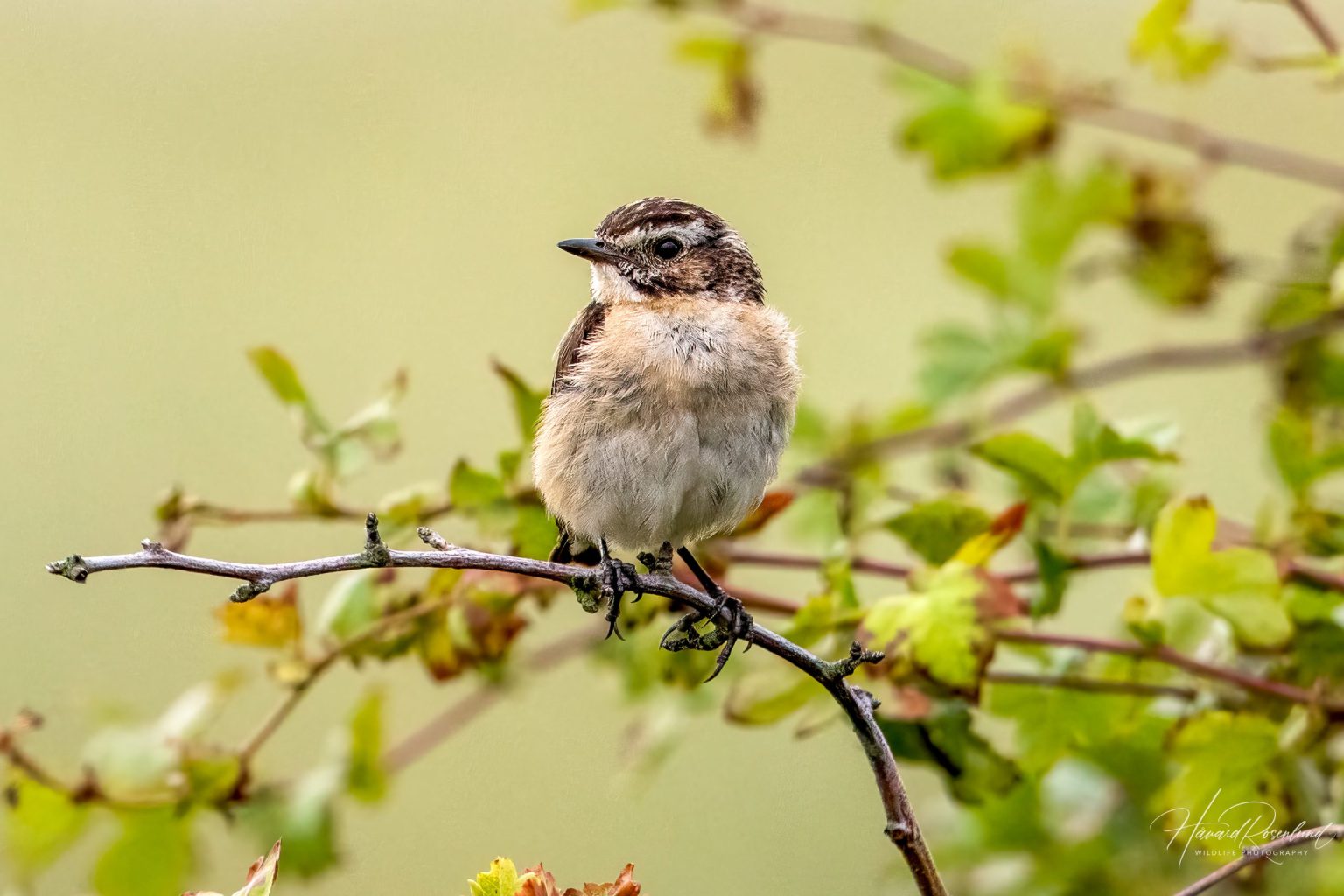 Whinchat (Saxicola rubetra) @ Lista, Norway. Photo: Håvard Rosenlund