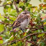 Whinchat (Saxicola rubetra) @ Lista, Norway. Photo: Håvard Rosenlund