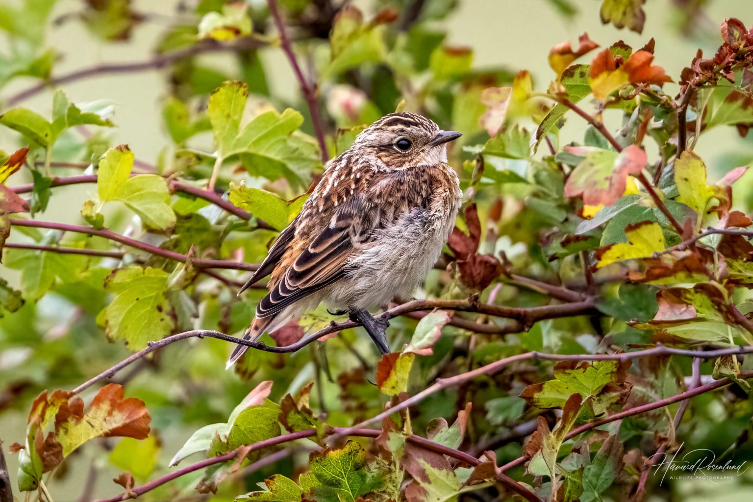 Whinchat (Saxicola rubetra) @ Lista, Norway. Photo: Håvard Rosenlund