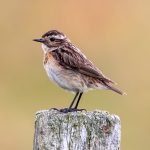 Whinchat (Saxicola rubetra) @ Lista, Norway. Photo: Håvard Rosenlund