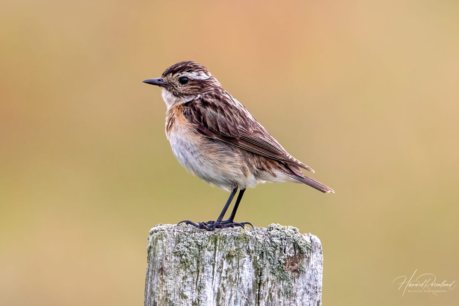 Whinchat (Saxicola rubetra) @ Lista, Norway. Photo: Håvard Rosenlund