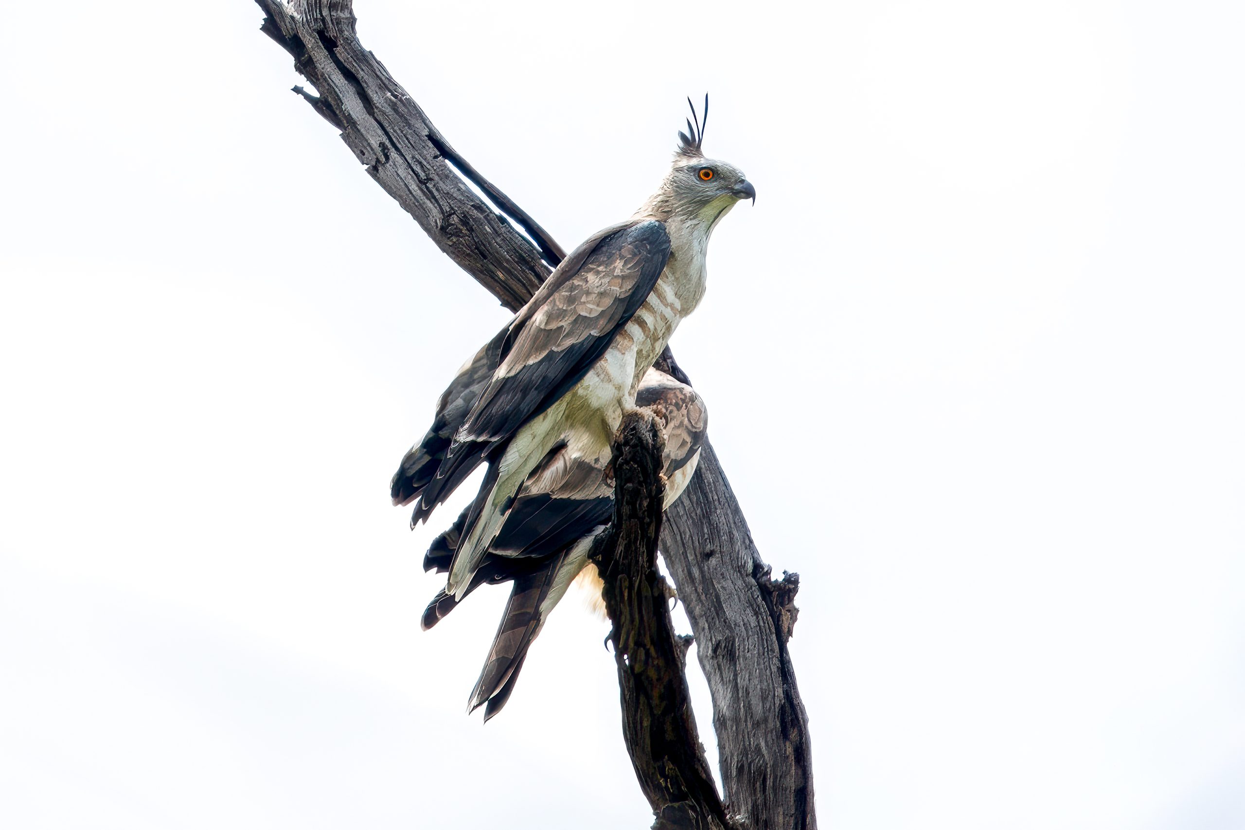 Jerdon's Baza (Aviceda jerdoni) @ Kanha National Park, India. Photo: Håvard Rosenlund