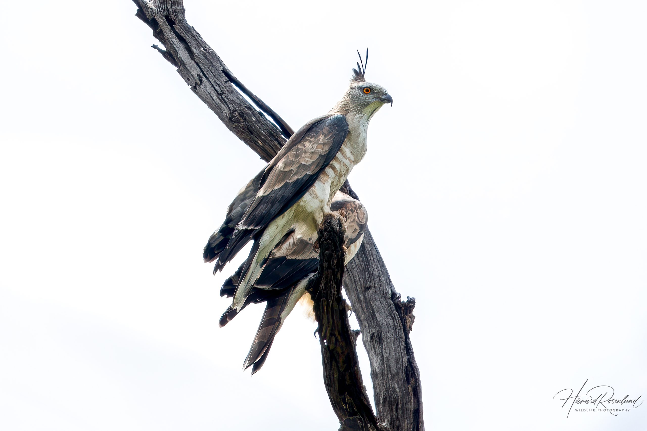Brunbaza (Aviceda jerdoni) @ Kanha National Park, India. Foto: Håvard Rosenlund