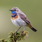 Bluethroat (Luscinia svecica) @ Dovrefjell-Sunndalsfjella National Park, Norway. Photo: Håvard Rosenlund